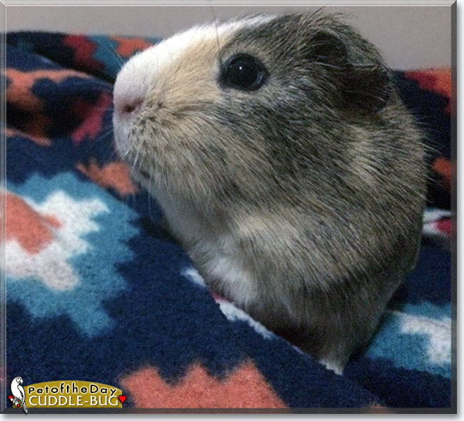 Cuddle-Bug, the Pet of the Day Cuddle-Bug, the Pet of the Day