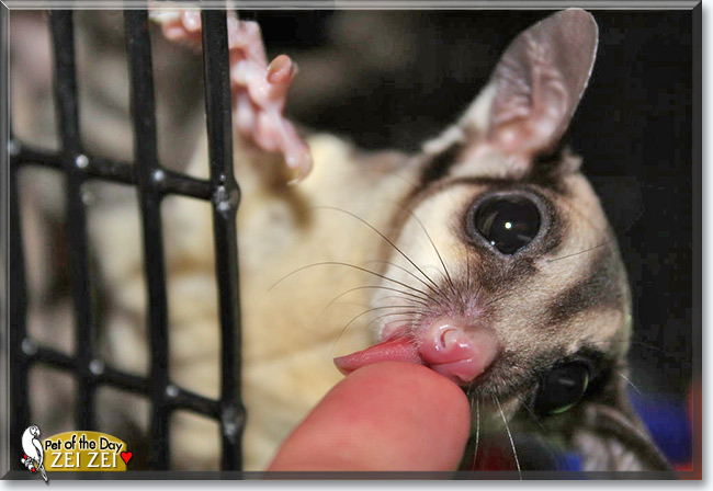 Zei Zei, the Pet of the Day Zei Zei, the Pet of the Day