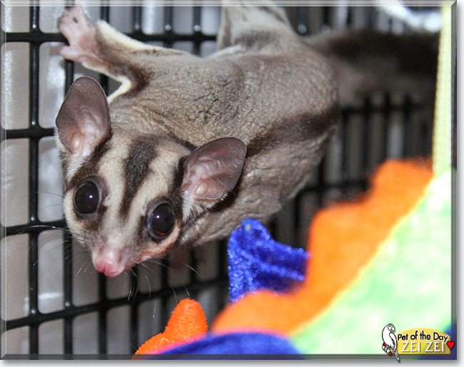 Zei Zei, the Pet of the Day Zei Zei, the Pet of the Day