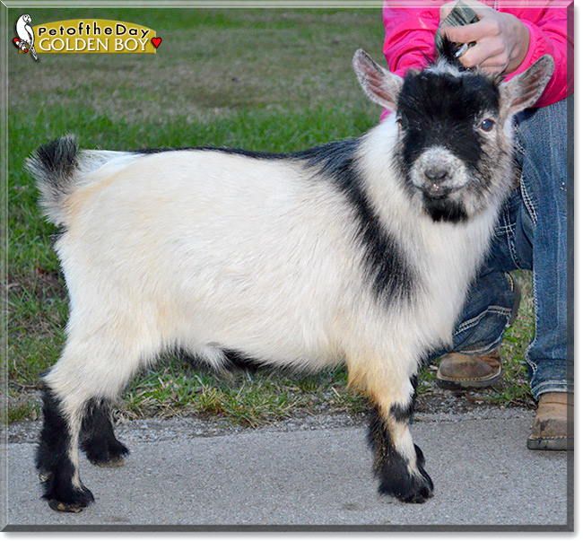 Golden Boy, the Pet of the Day Golden Boy, the Pet of the Day