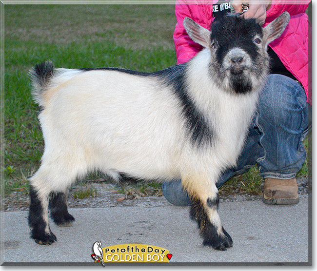 Golden Boy, the Pet of the Day Golden Boy, the Pet of the Day