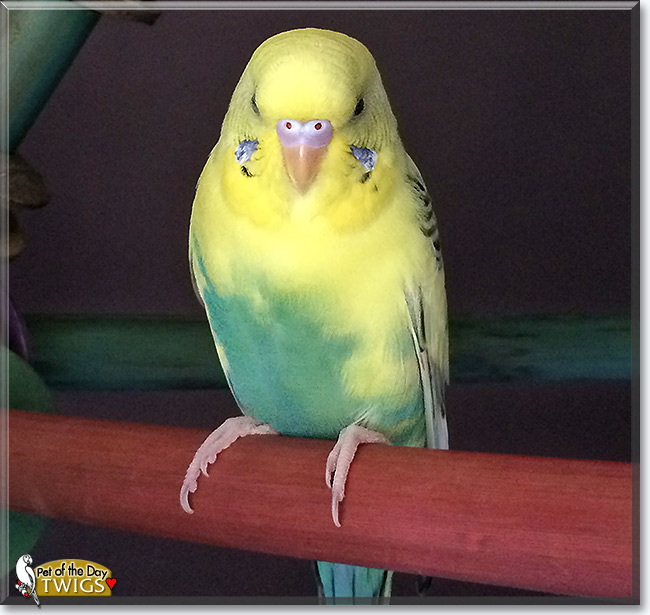 Twigs, the Pet of the Day Twigs, the Pet of the Day