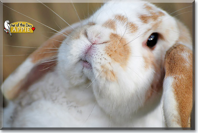 Appie, the Pet of the Day Appie, the Pet of the Day
