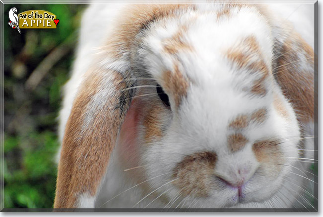 Appie, the Pet of the Day Appie, the Pet of the Day