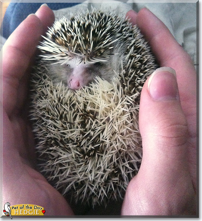 Hedgie Improper, the Pet of the Day Hedgie Improper, the Pet of the Day
