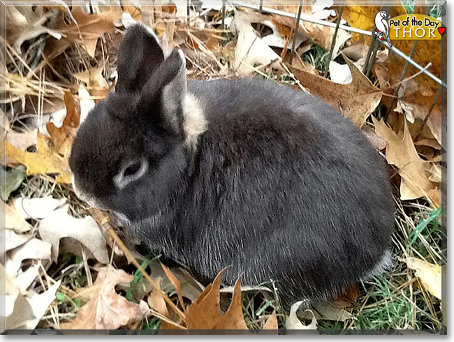 Thor, the Pet of the Day Thor, the Pet of the Day