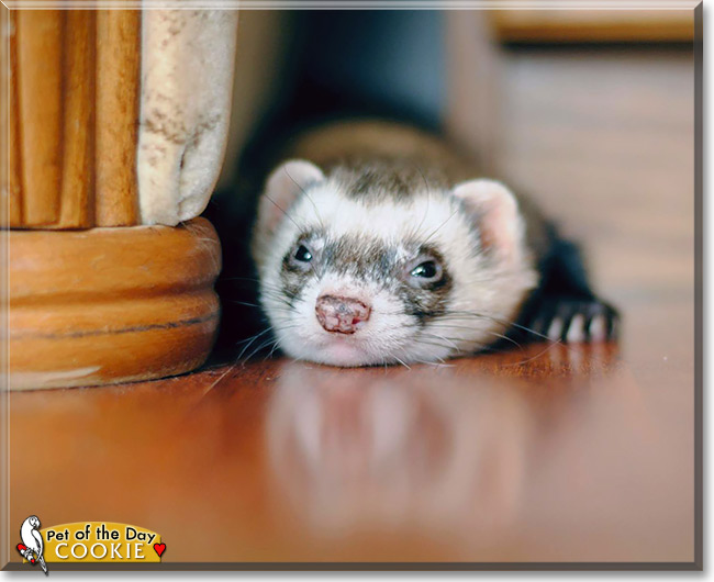 Cookie, the Pet of the Day Cookie, the Pet of the Day