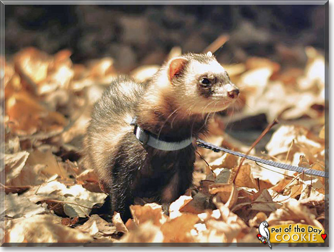 Cookie, the Pet of the Day Cookie, the Pet of the Day