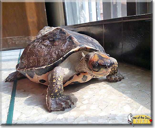 Kiki, the Pet of the Day Kiki, the Pet of the Day