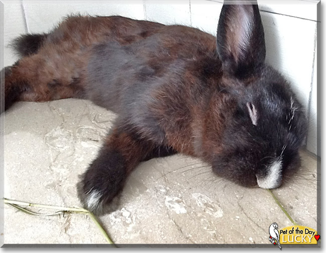 Lucky, the Pet of the Day Lucky, the Pet of the Day