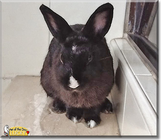 Lucky, the Pet of the Day Lucky, the Pet of the Day
