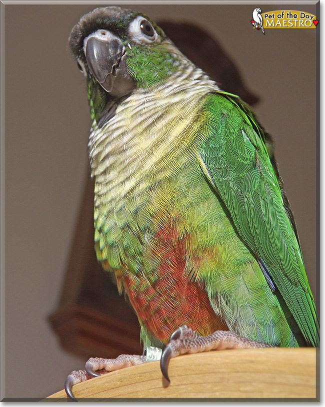 Maestro, the Pet of the Day Maestro, the Pet of the Day