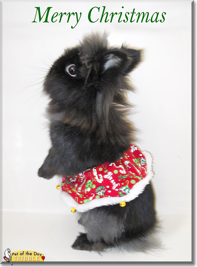 Tribble, the Pet of the Day Tribble, the Pet of the Day