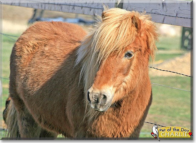 Charlie, the Pet of the Day Charlie, the Pet of the Day