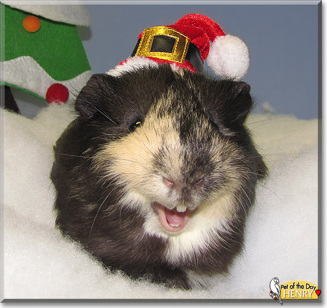 Henry, the Pet of the Day Henry, the Pet of the Day
