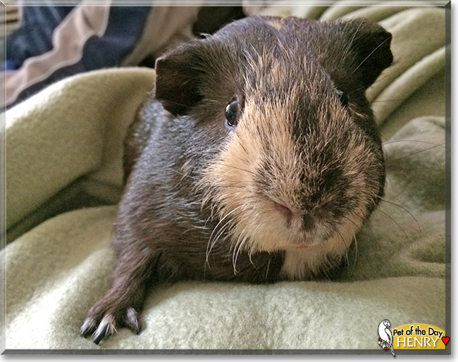 Henry, the Pet of the Day Henry, the Pet of the Day