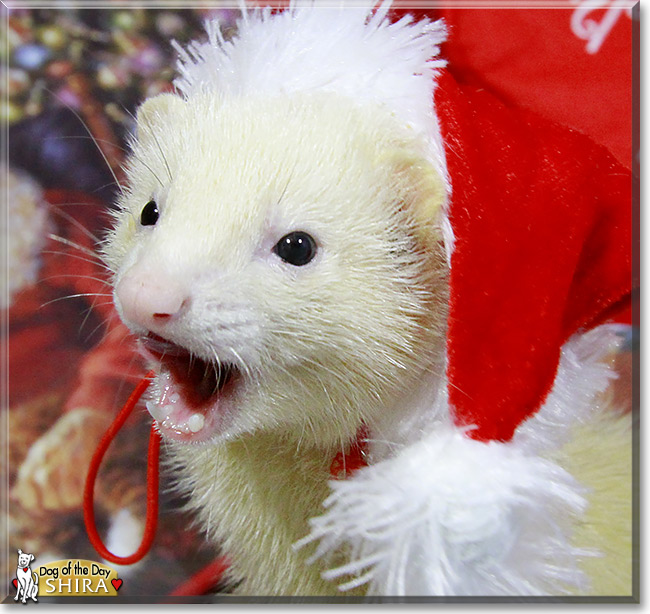 Shira, the Pet of the Day Shira, the Pet of the Day
