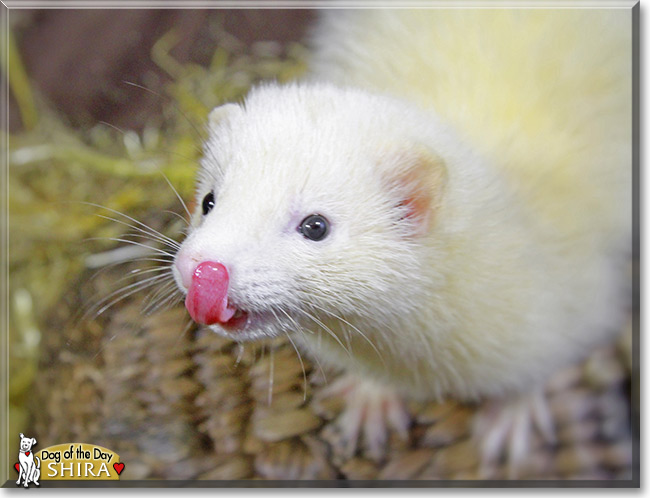 Shira, the Pet of the Day Shira, the Pet of the Day