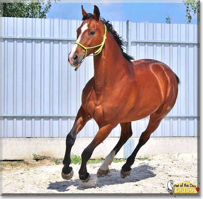 Criss, the Pet of the Day