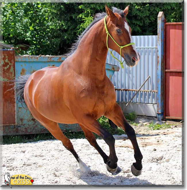 Criss, the Pet of the Day Criss, the Pet of the Day