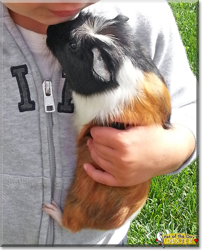 Dexter, the Pet of the Day Dexter, the Pet of the Day