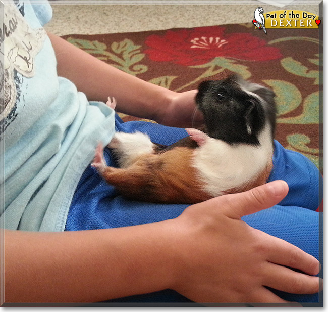 Dexter, the Pet of the Day Dexter, the Pet of the Day