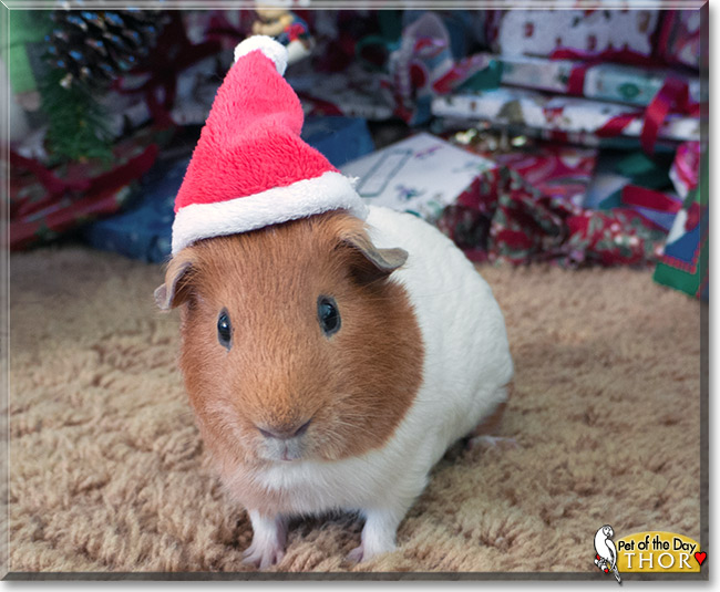 Thor, the Pet of the Day Thor, the Pet of the Day
