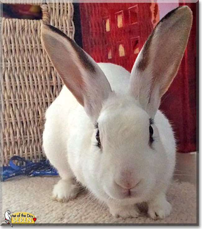 Seren, the Pet of the Day Seren, the Pet of the Day