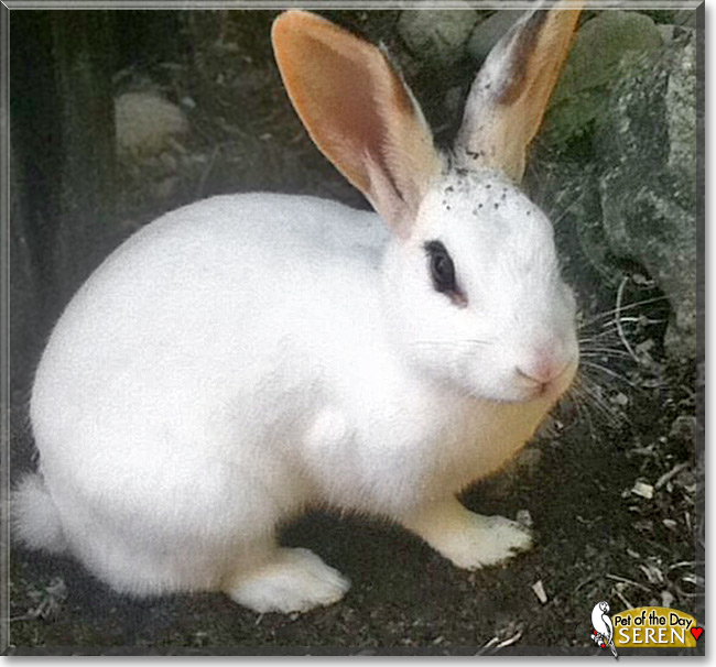Seren, the Pet of the Day Seren, the Pet of the Day