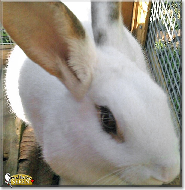 Seren, the Pet of the Day Seren, the Pet of the Day