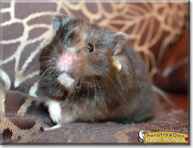 Furry Monka, the Pet of the Day Furry Monka, the Pet of the Day