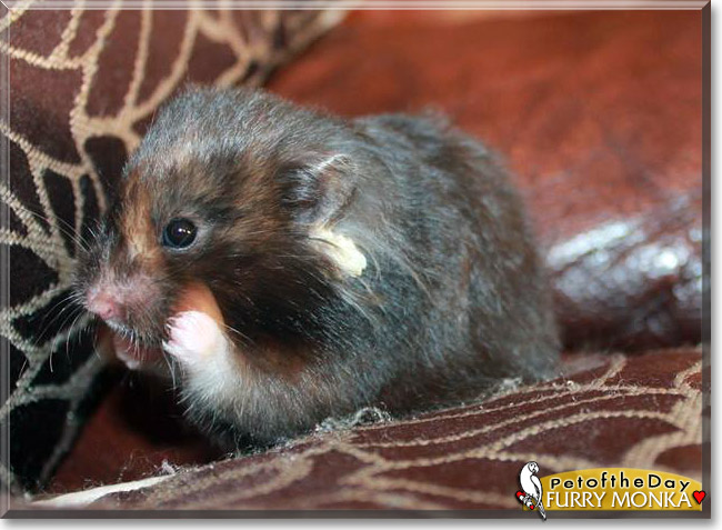 Furry Monka, the Pet of the Day Furry Monka, the Pet of the Day