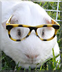 Olaf the Guinea Pig