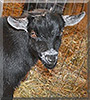 Talon the Pygmy Goat