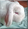 Willi the Dwarf Lop Rabbit