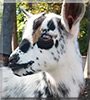 Beau the Nigerian dwarf goat