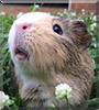 Cuddle Bug the Guinea Pig