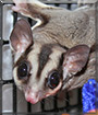 Zei Zei the Sugar Glider