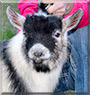 Golden Boy the Pygmy Goat