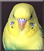 Twigs the Budgie Parakeet