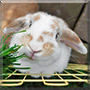 Appie the Rabbit