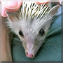 Hedgie Improper the African Pygmy Hedgehog