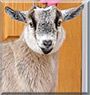 Maple the Pygmy Goat