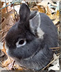 Thor the Rabbit