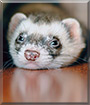 Cookie the Ferret