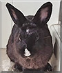 Lucky the Rabbit