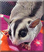 Serenity the Sugar Glider
