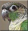 Maestro the Green Cheek Conure