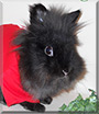 Tribble the Lionhead Rabbit