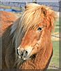 Charlie the Pony